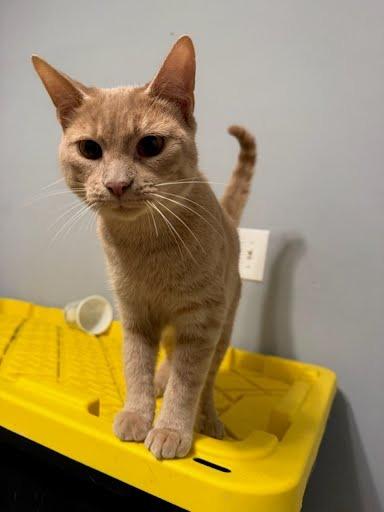 Enlarge Bier, a Adoptable mixed breed in Gautier, MS image 2/2