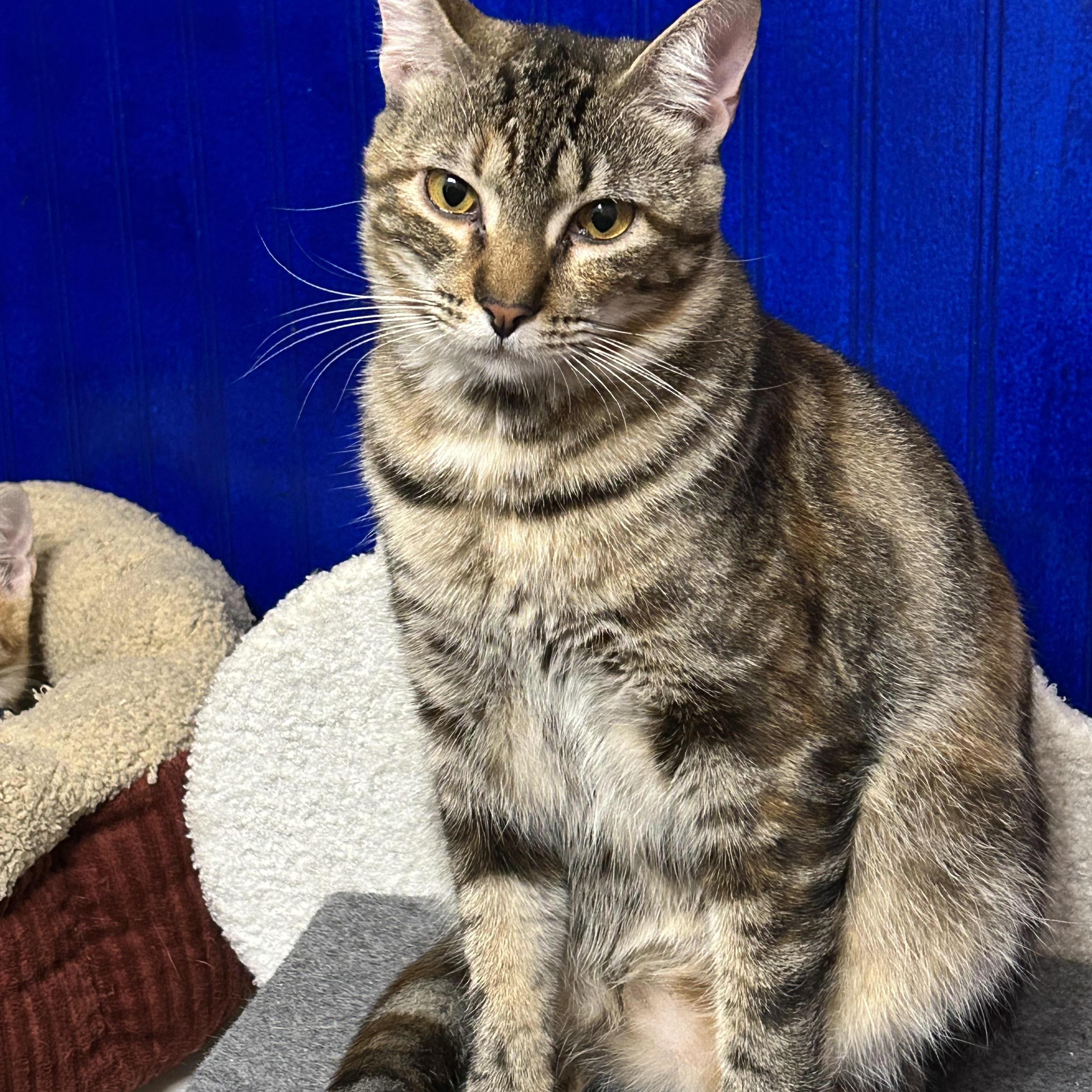 Enlarge Hazel, a Adoptable mixed breed in Houston, TX image 2/6