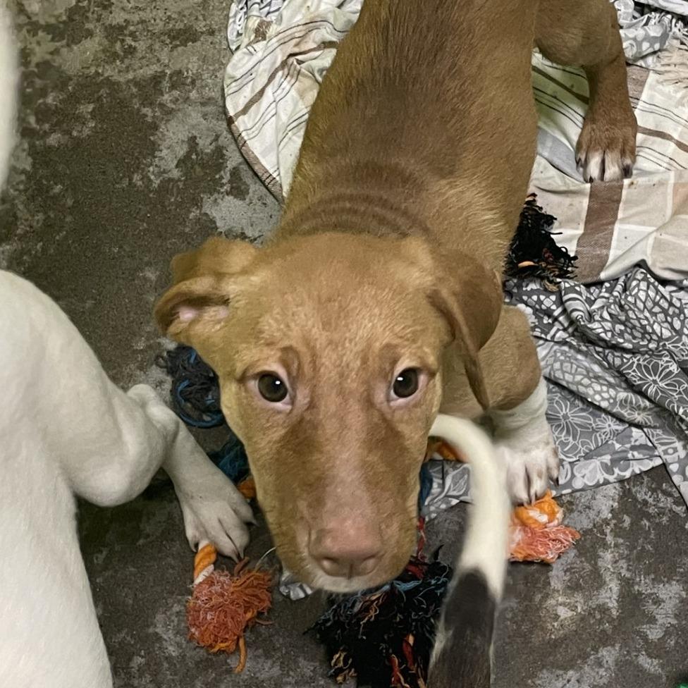 Gino, Adoptable, Puppy Male Great Pyrenees.