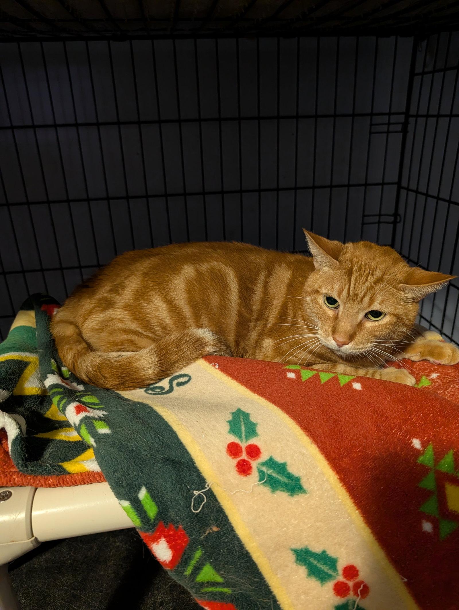C.J. 2026, Adopted, Adult Male Domestic Short Hair.