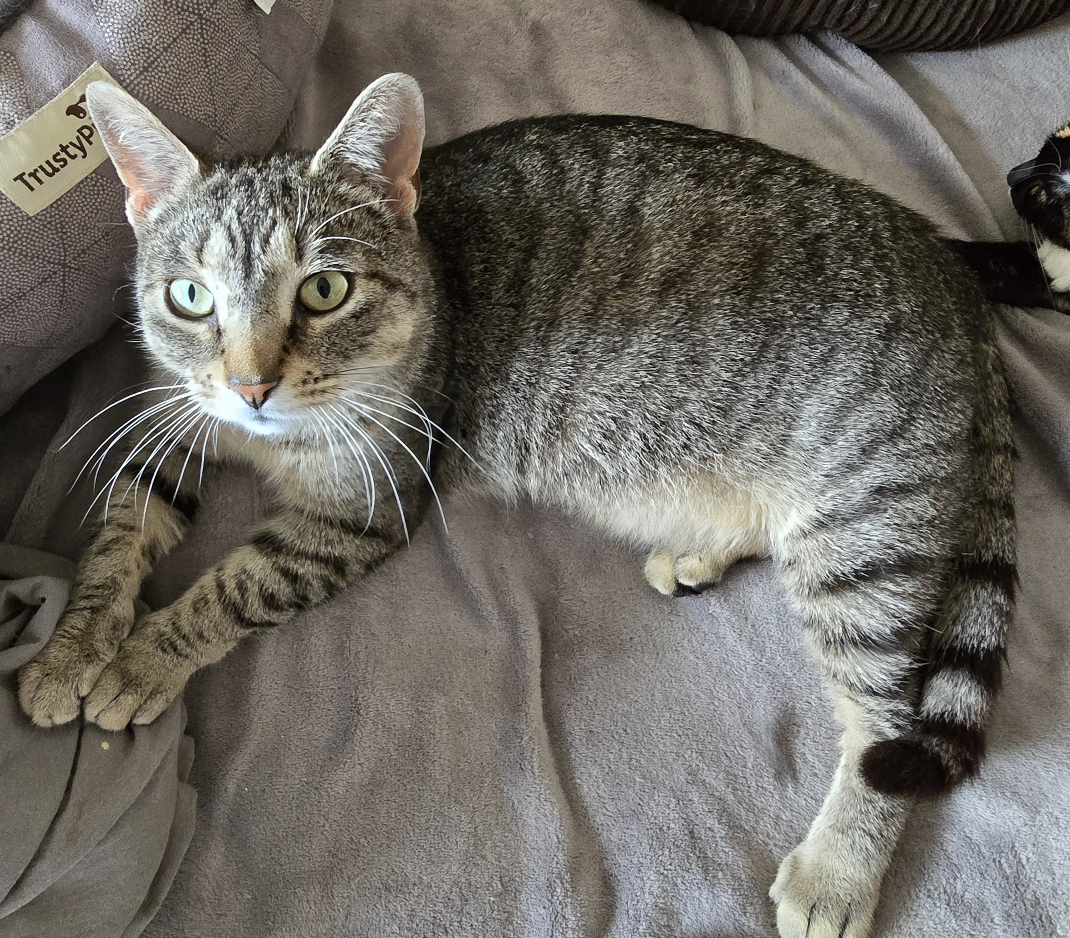 Milly, an adoptable Tabby in Carthage, NY, 13619 | Photo Image 1
