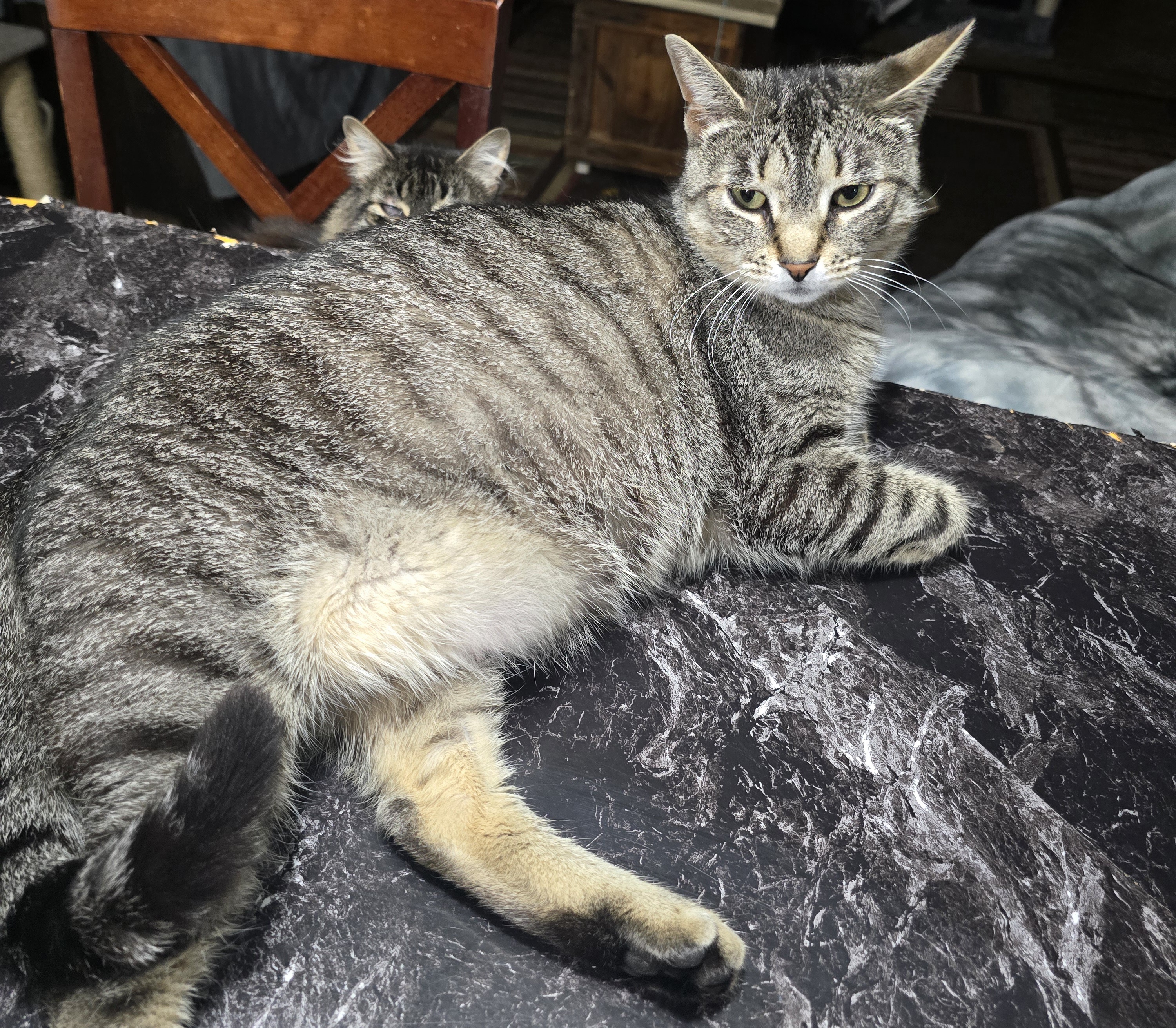 Milly, an adoptable Tabby in Carthage, NY, 13619 | Photo Image 2