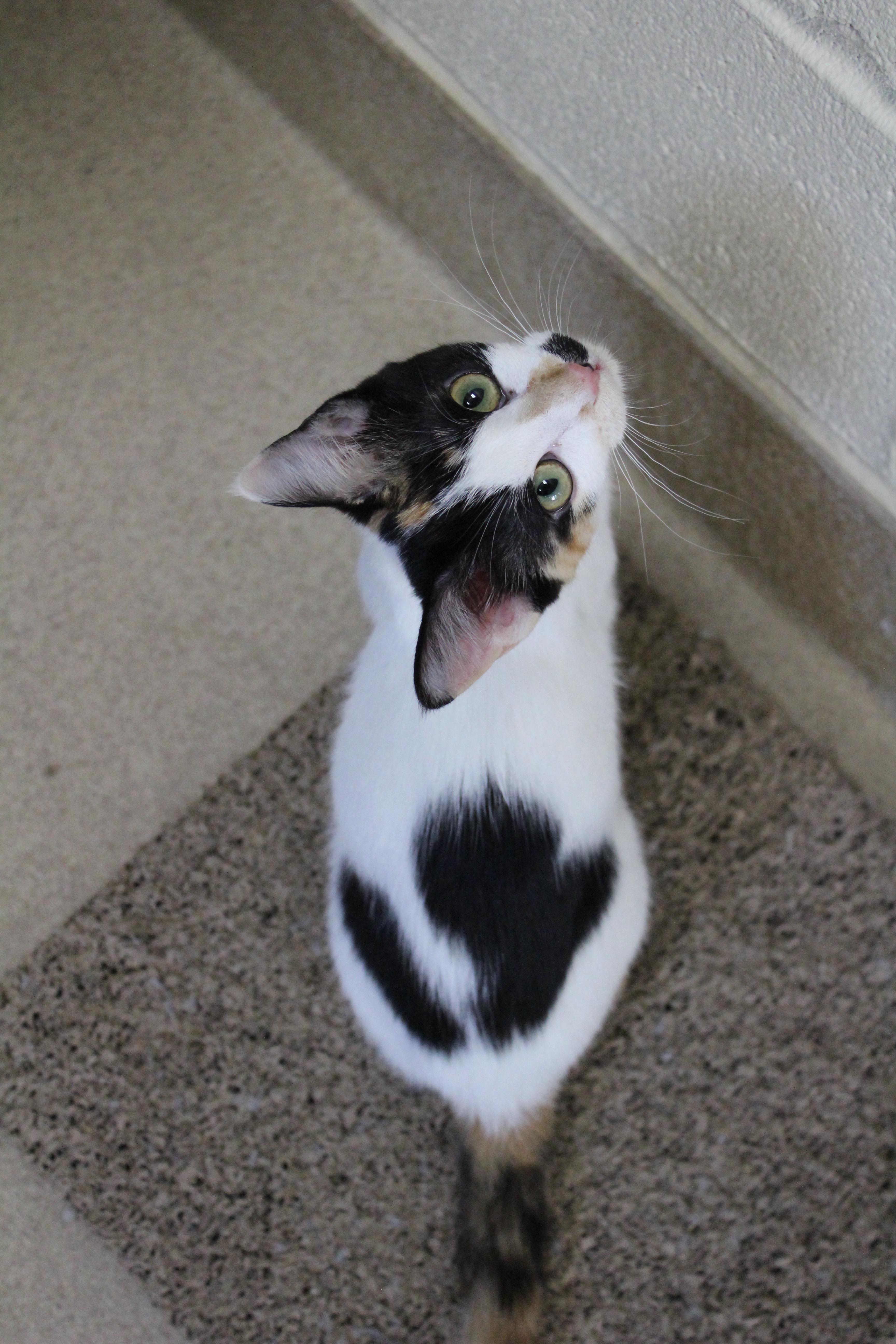 Enlarge Skittles, a Adopted Calico in Lake Dallas, TX image 1/1