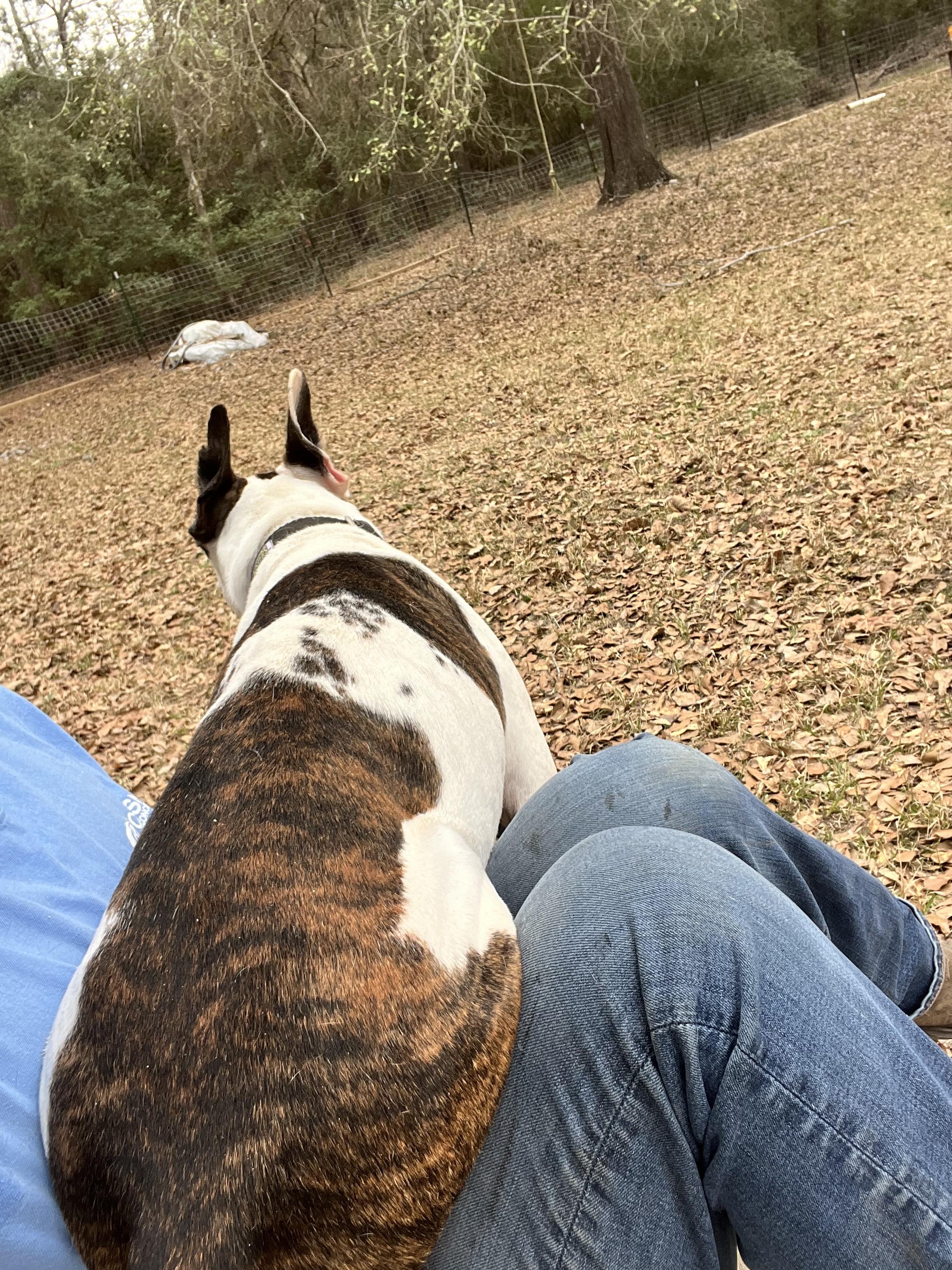 Bowie — thumbnail 3