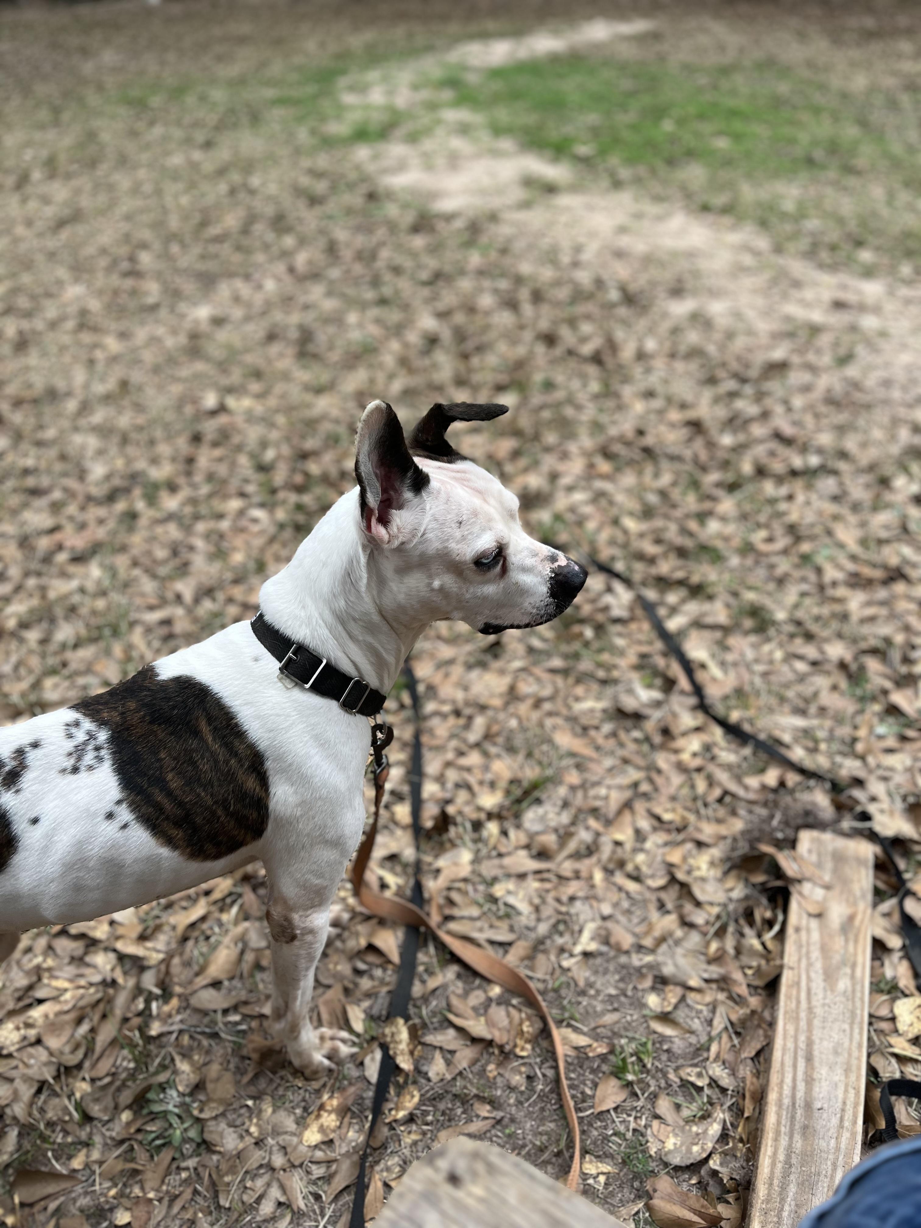 Bowie — thumbnail 5