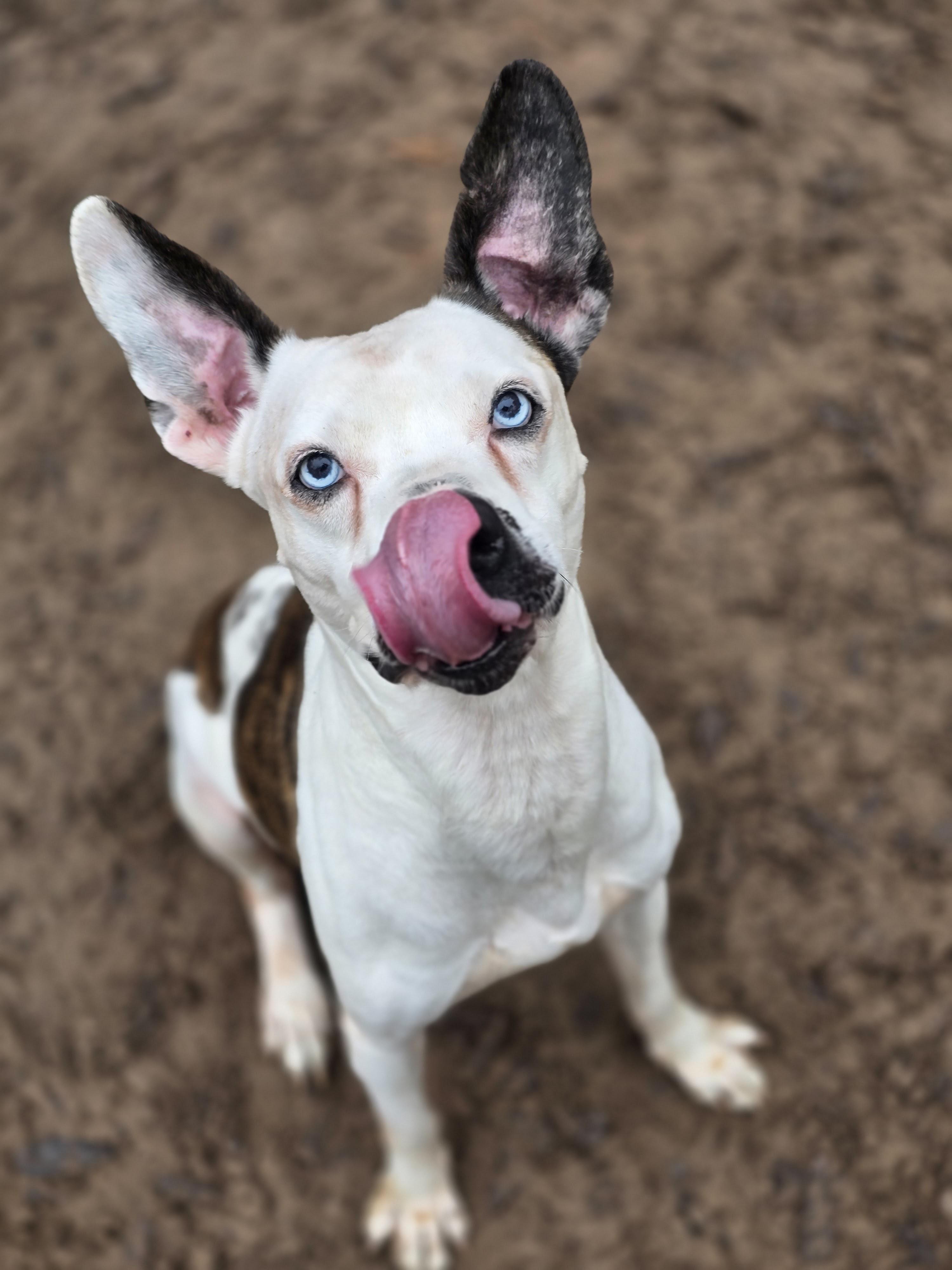 Bowie — thumbnail 6