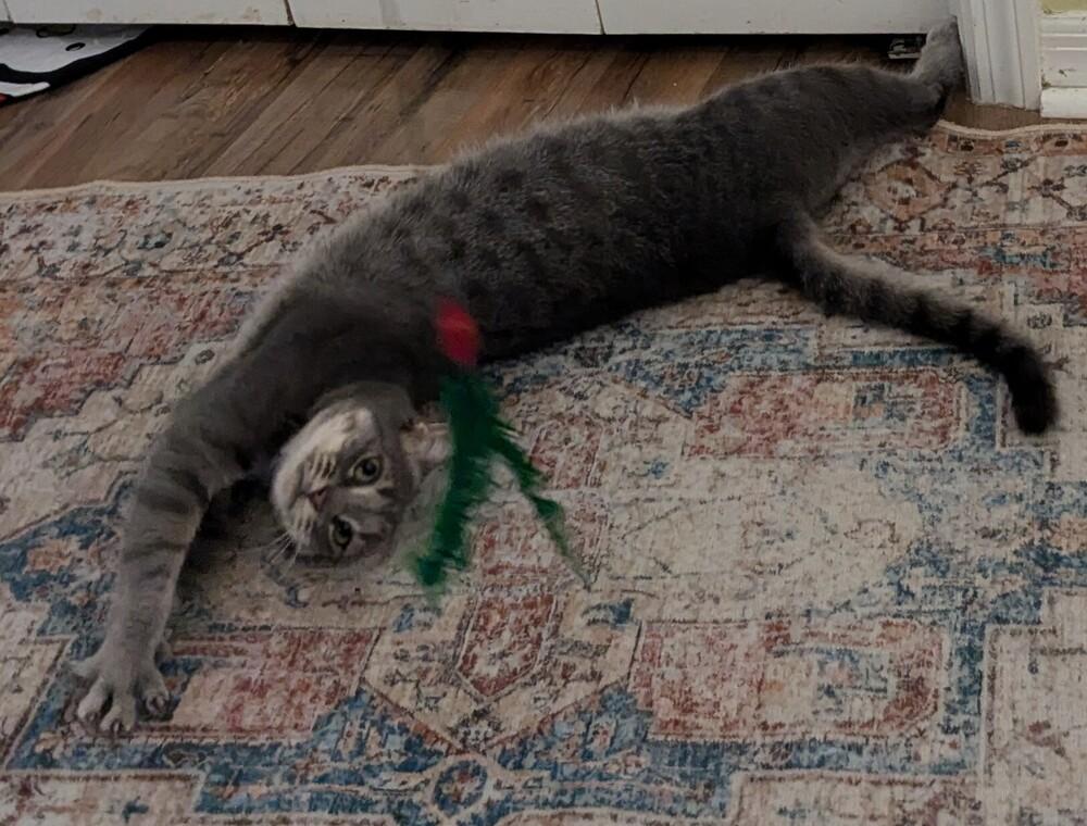 Muse, Adoptable, Young Female Domestic Short Hair & Oriental Long Hair.