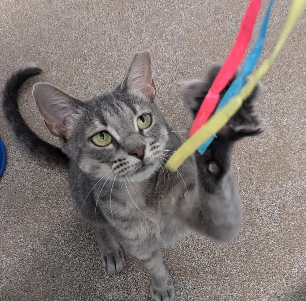 Enlarge Muse, a Adoptable mixed breed in Brandon, FL image 2/4