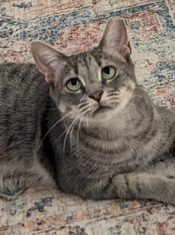 Enlarge Muse, a Adoptable mixed breed in Brandon, FL image 1/1