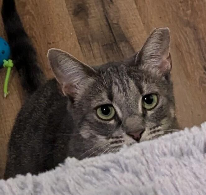 Enlarge Muse, a Adoptable mixed breed in Brandon, FL image 3/4