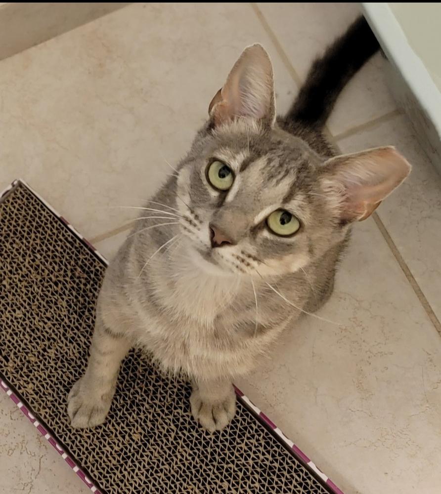 Enlarge Muse, a Adoptable mixed breed in Brandon, FL image 4/4