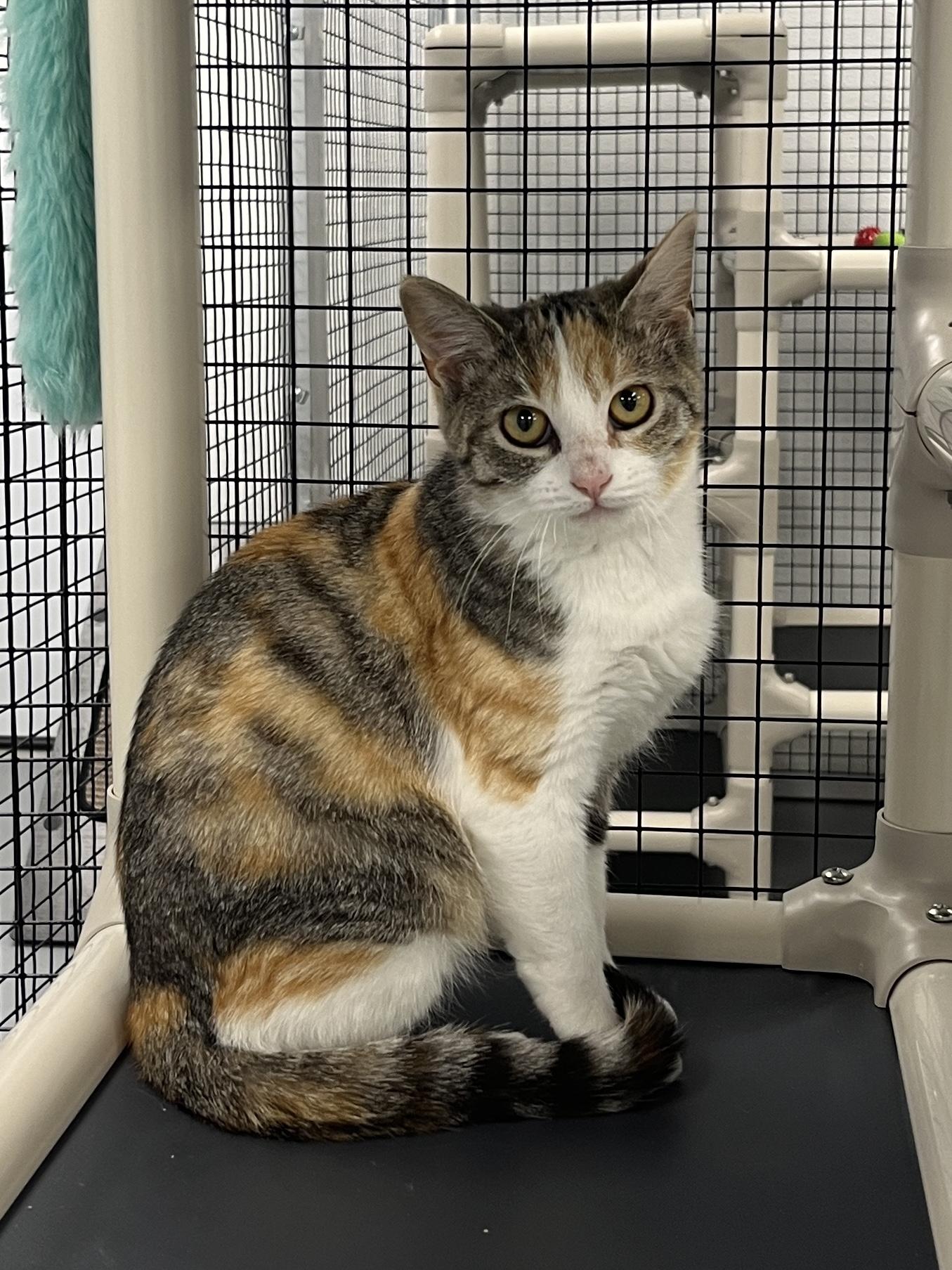 Dawn, an adoptable Domestic Short Hair in Mount Pleasant, IA, 52641 | Photo Image 2