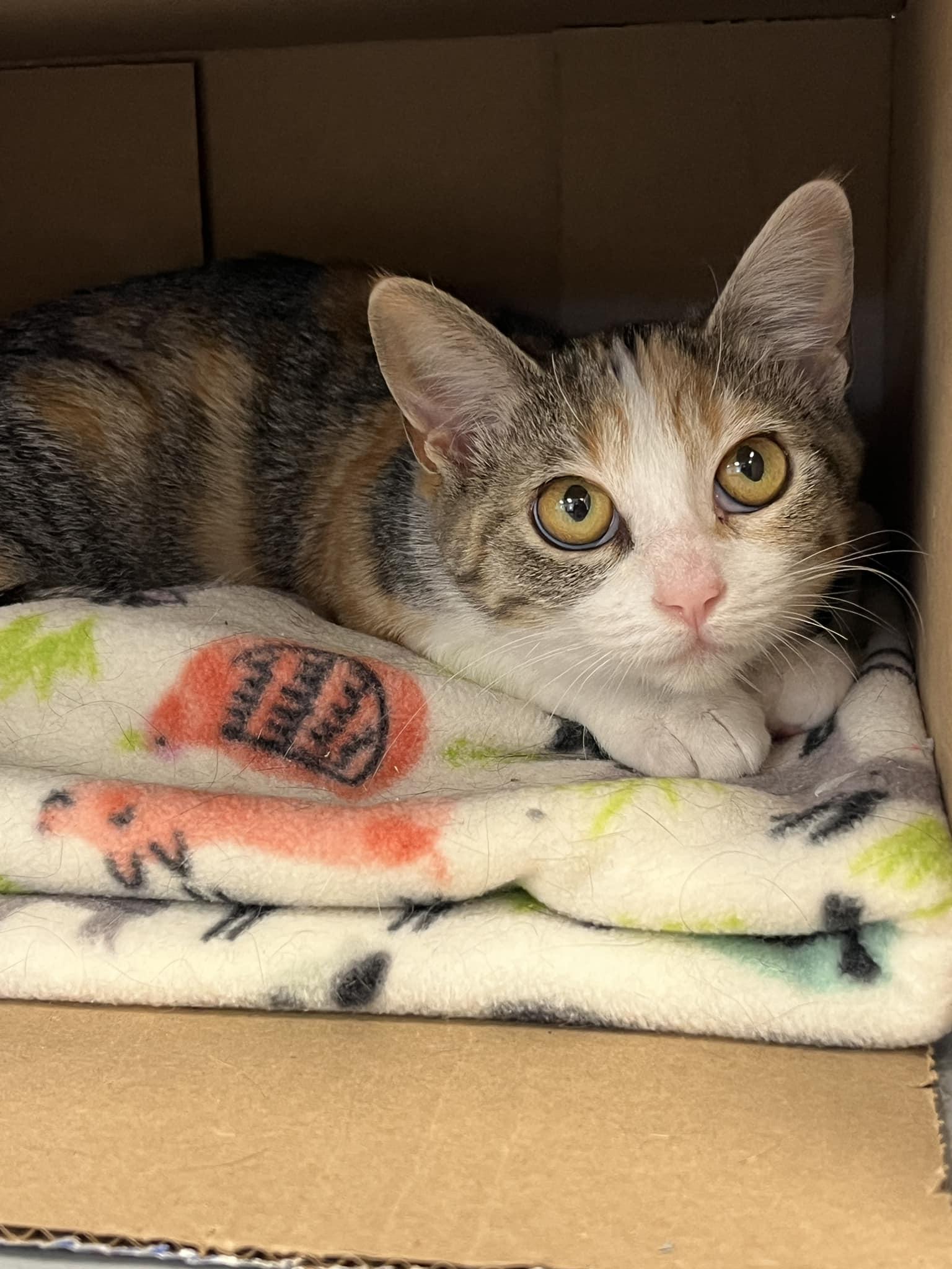 Dawn, an adoptable Domestic Short Hair in Mount Pleasant, IA, 52641 | Photo Image 3