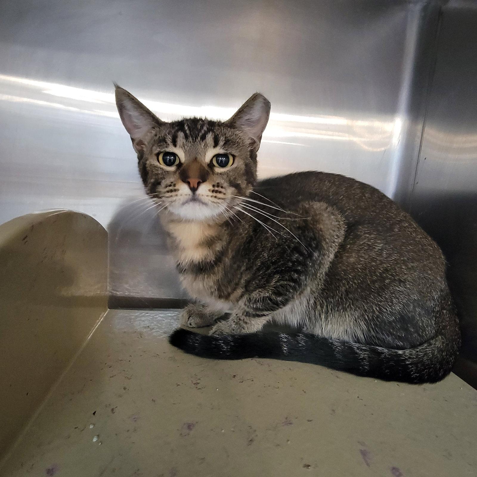 Sersei, Adoptable, Young Female Domestic Short Hair.