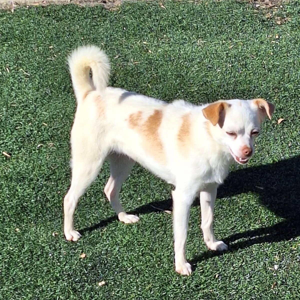 Enlarge Snow, a Adoptable mixed breed in St. Clairsville, OH image 1/3
