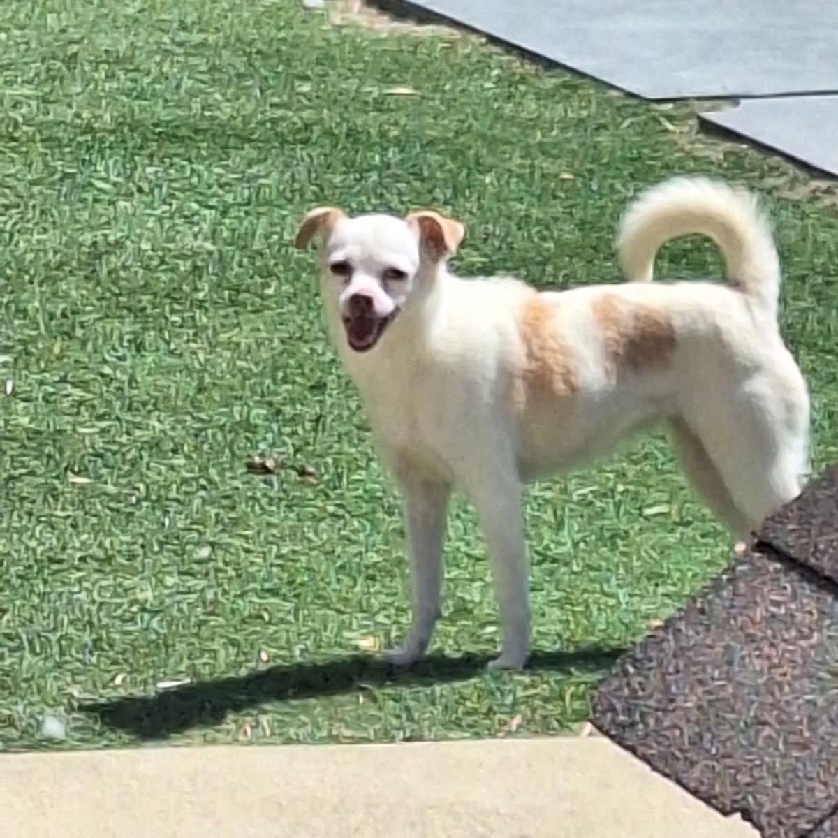 Enlarge Snow, a Adoptable mixed breed in St. Clairsville, OH image 2/3