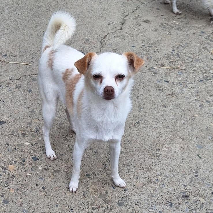 Snow, adopted, Adult Female Mixed Breed.