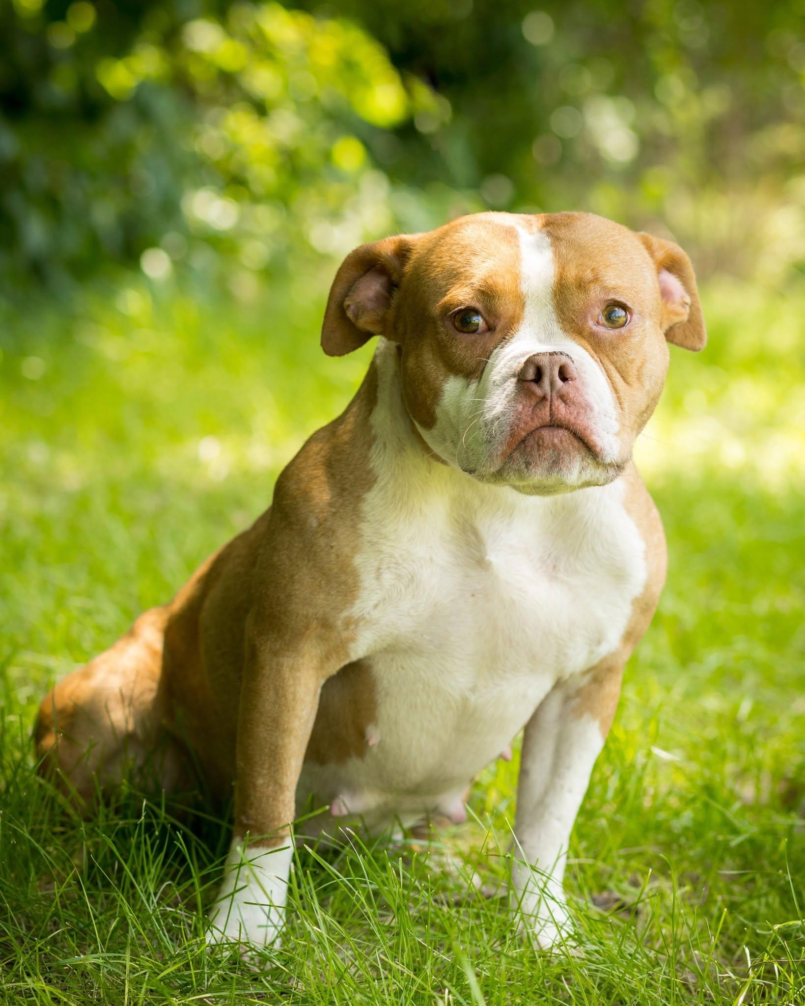 Enlarge SUNSHOWER (0030), an adopted mixed breed in Bridgeport, CT image 1/1