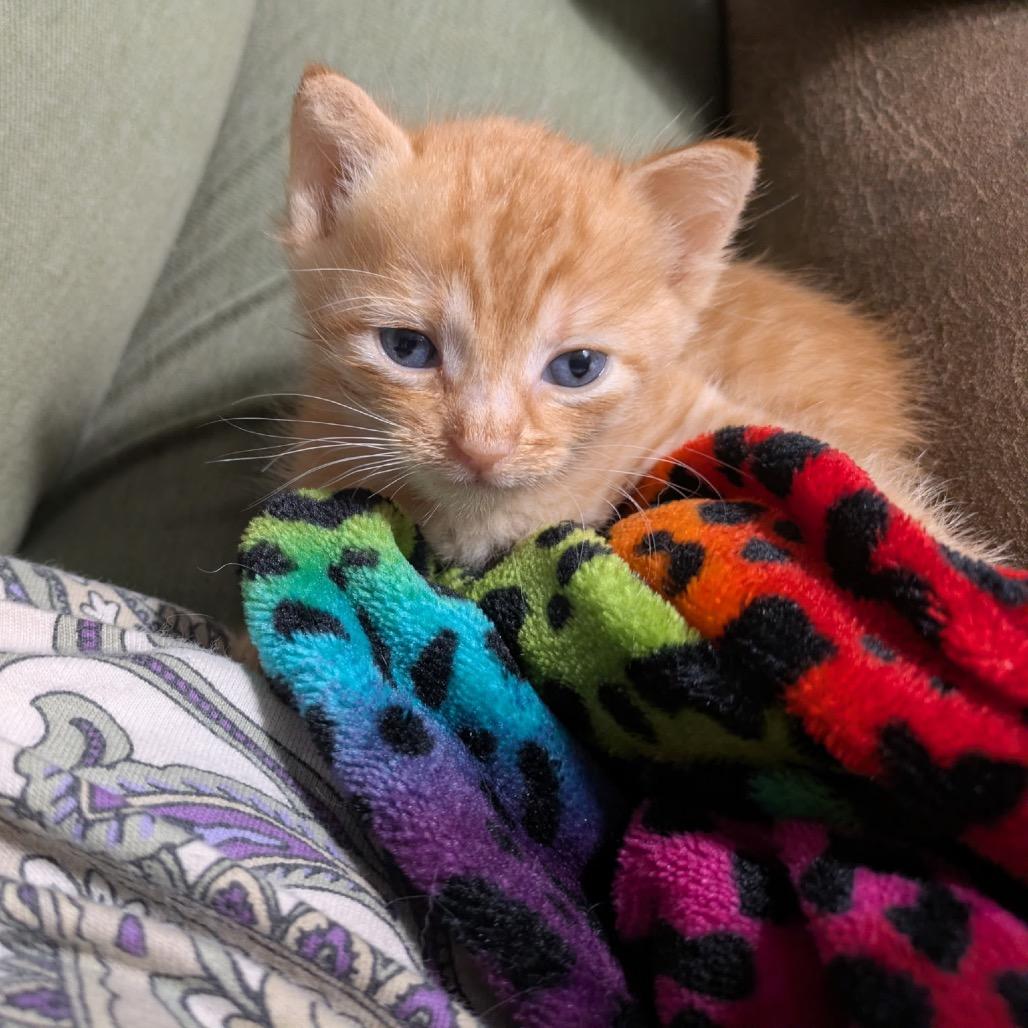 Garfield, Adoptable, Kitten Male Domestic Short Hair.