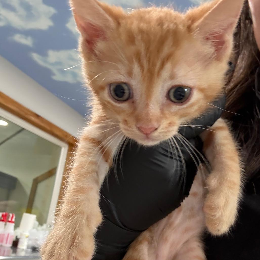 Enlarge Garfield, a Adoptable Domestic Short Hair in Harlingen, TX image 2/2