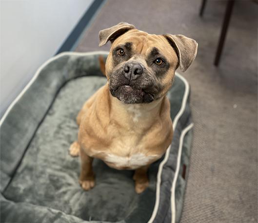 Enlarge Ruby, a ADOPTABLE mixed breed in Charles Town, WV image 3/4