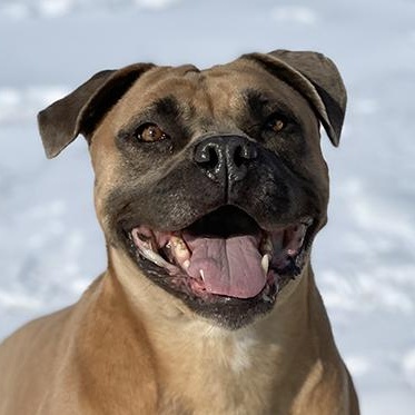 Ruby, ADOPTABLE, Adult Female Terrier.