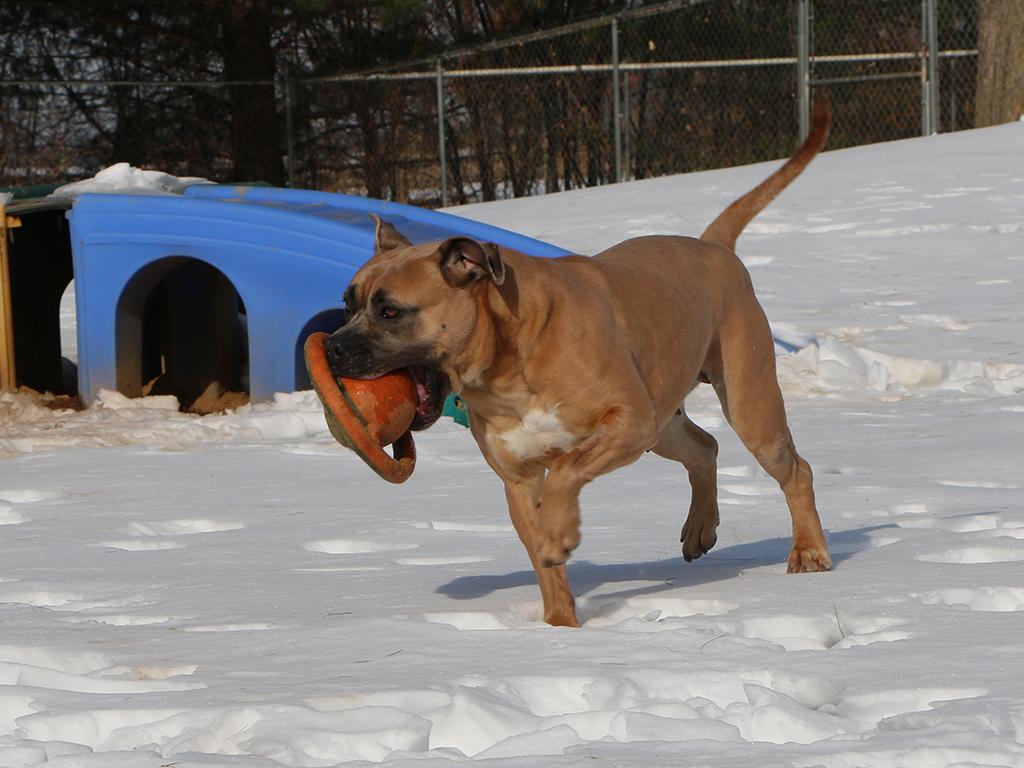 Enlarge Ruby, a ADOPTABLE mixed breed in Charles Town, WV image 4/4