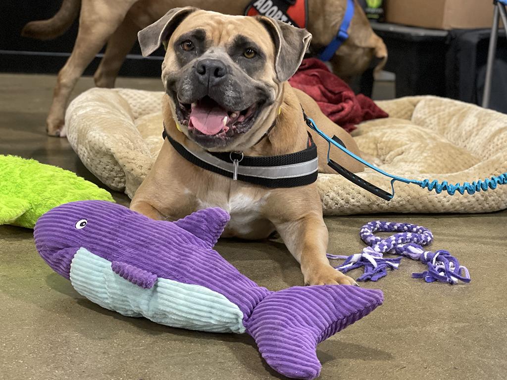 Enlarge Ruby, a Adoptable mixed breed in Charles Town, WV image 2/6