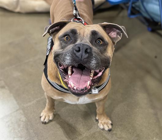 Ruby, Adoptable, Adult Female Terrier.