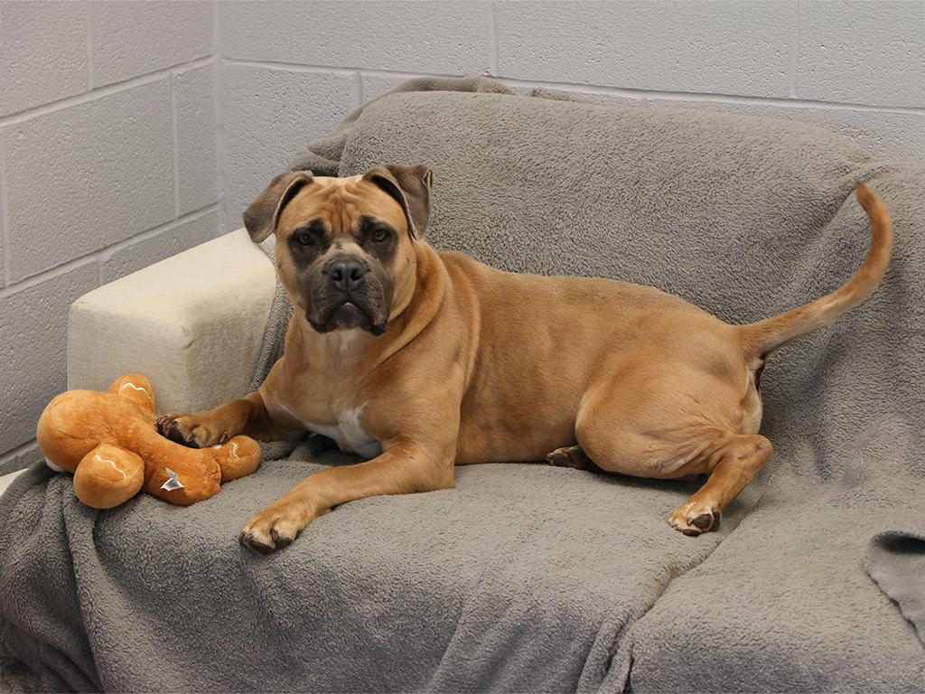 Enlarge Ruby, a ADOPTABLE mixed breed in Charles Town, WV image 2/4