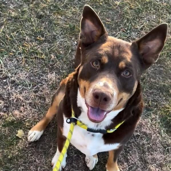 Enlarge Sonny, an adoptable Mixed Breed in Rapid City, SD image 2/5