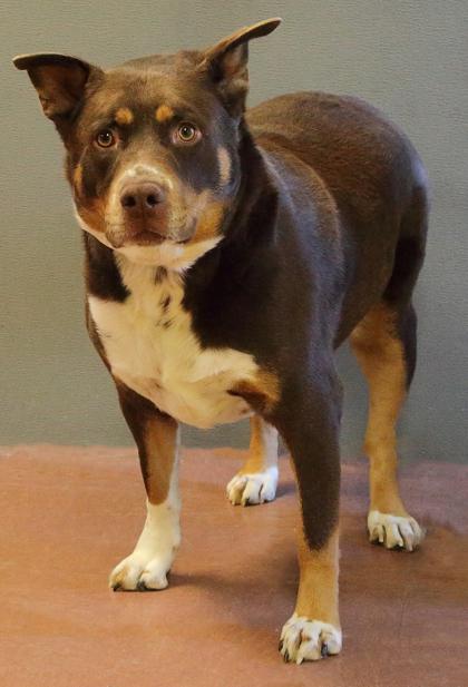 Enlarge Sonny, an adoptable Mixed Breed in Rapid City, SD image 4/5