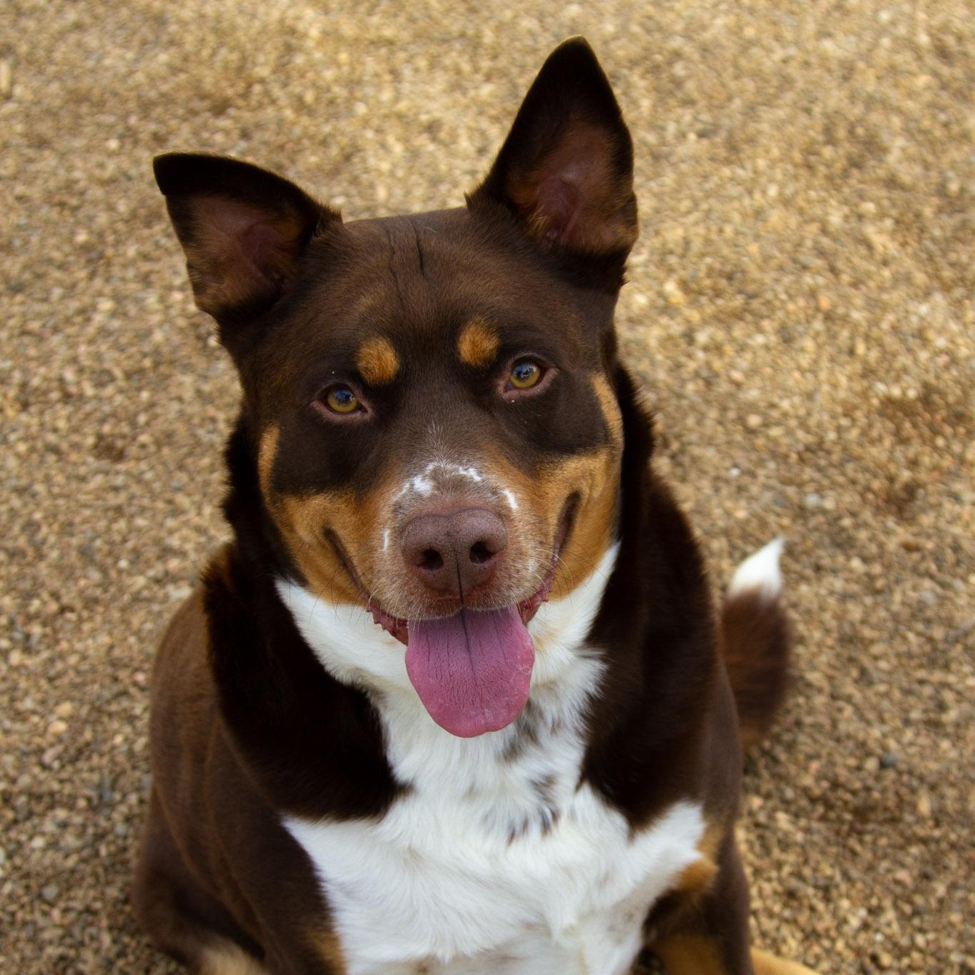 Enlarge Sonny, an adoptable Mixed Breed in Rapid City, SD image 1/5