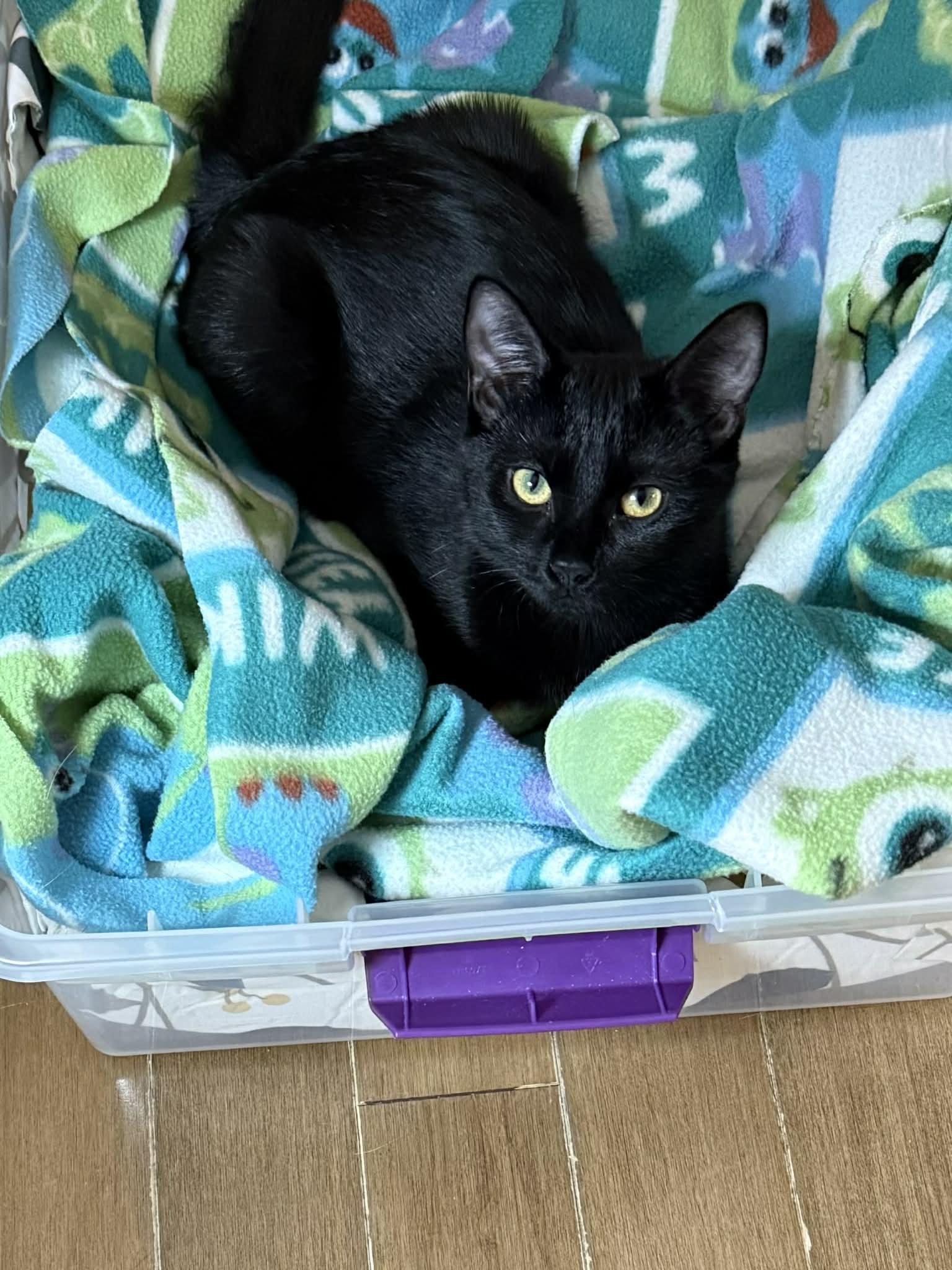 Lily, a ADOPTABLE Domestic Short Hair in Winnipeg, MB image 2/6