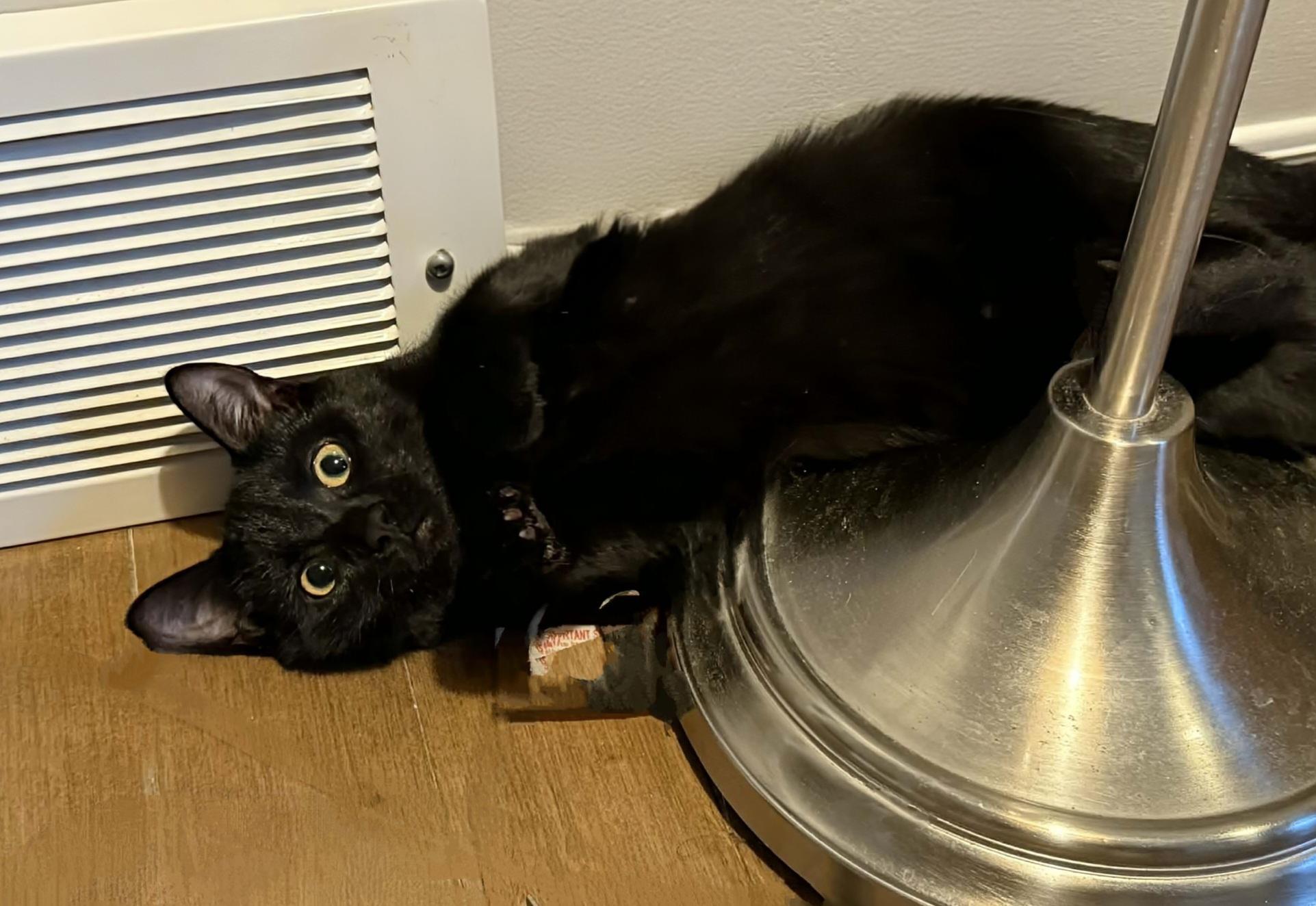 Lily, a ADOPTABLE Domestic Short Hair in Winnipeg, MB image 6/6