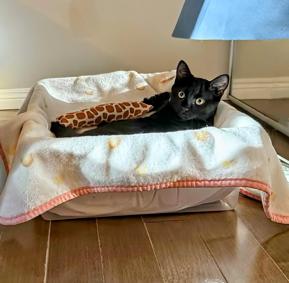 Lily, a ADOPTABLE Domestic Short Hair in Winnipeg, MB image 5/6