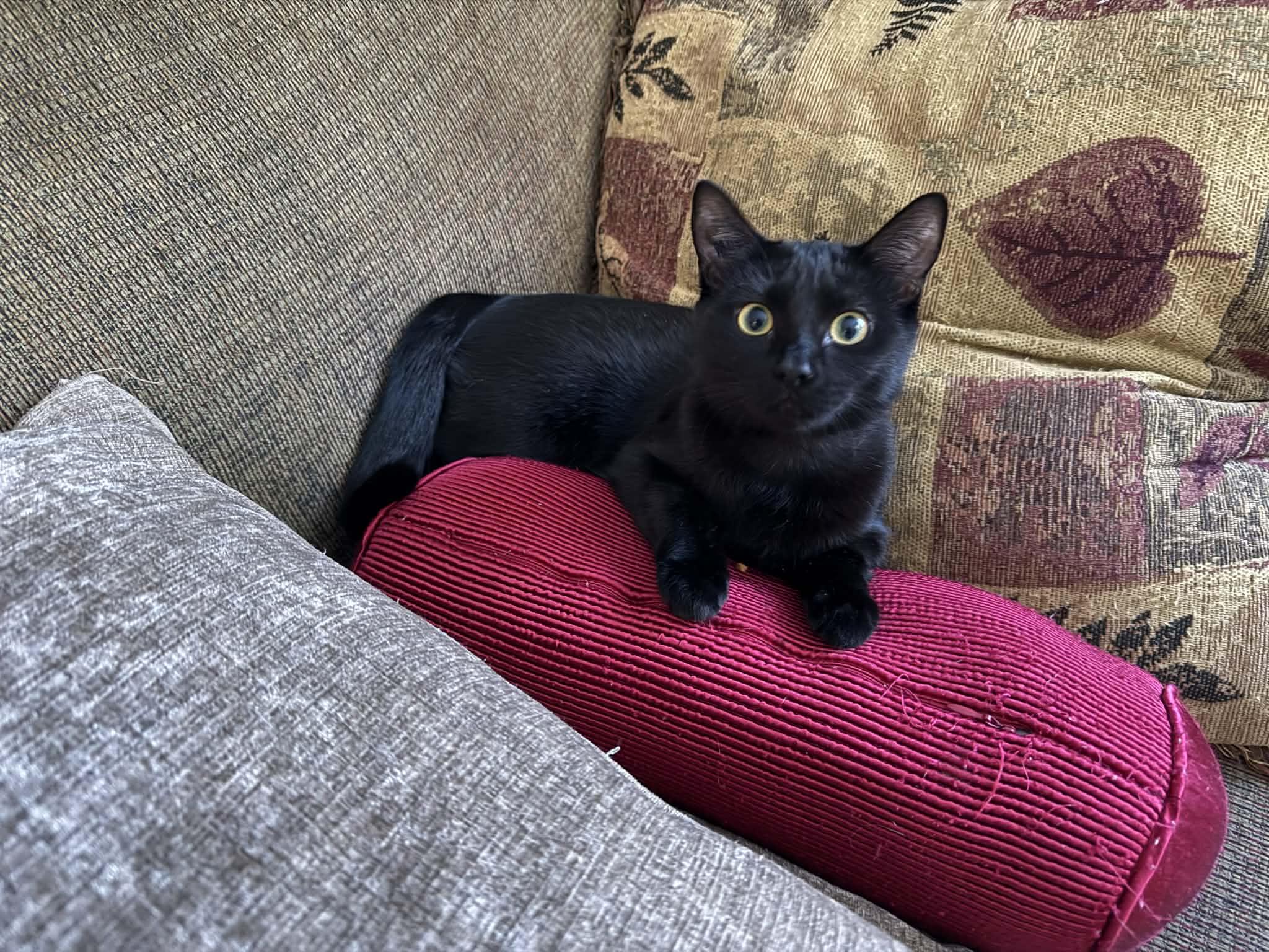 Lily, ADOPTABLE, Young Female Domestic Short Hair.