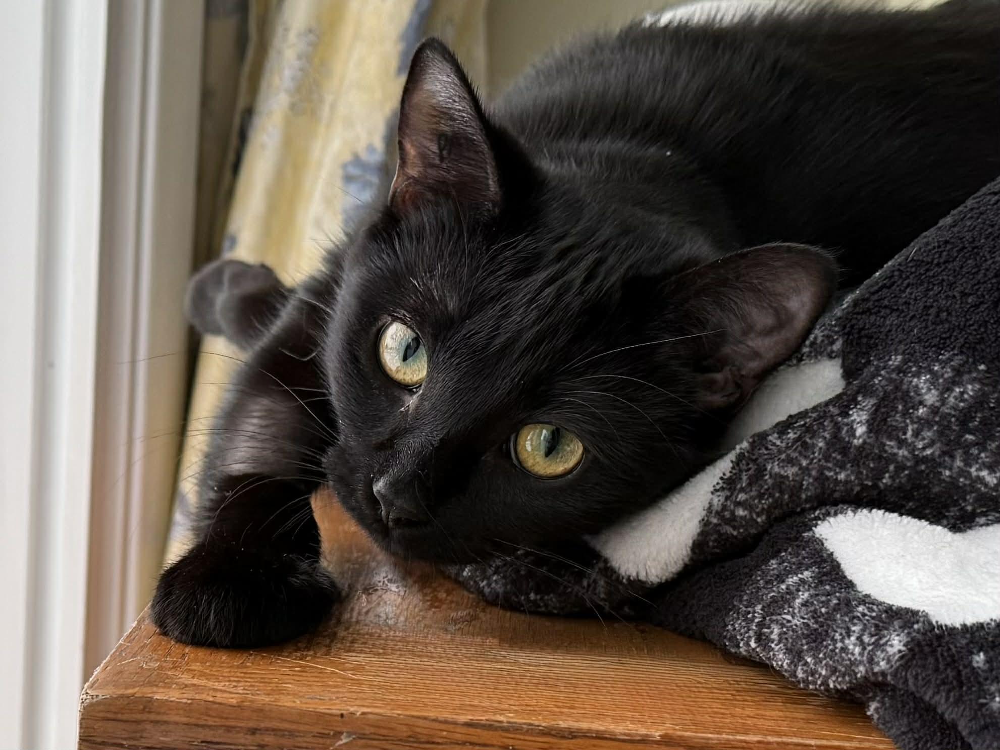 Lily, a ADOPTABLE Domestic Short Hair in Winnipeg, MB image 4/6