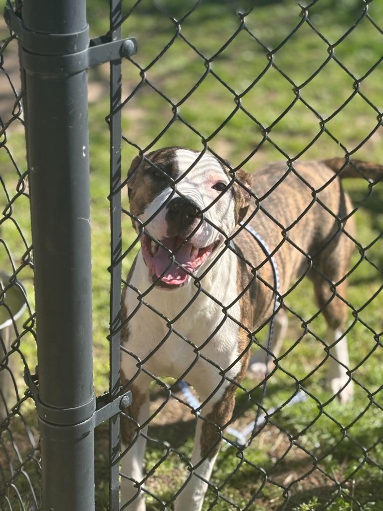 Luna, Adoptable, Adult Female Mixed Breed.