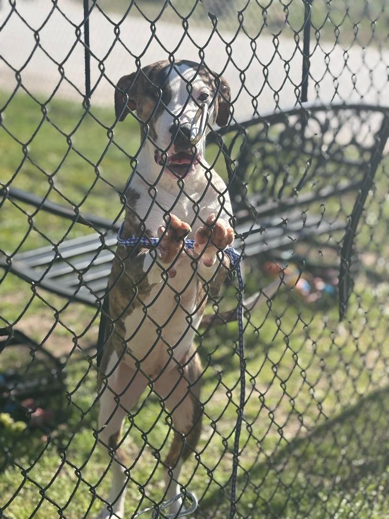 Enlarge Luna, a Adoptable mixed breed in Effingham, SC image 2/4