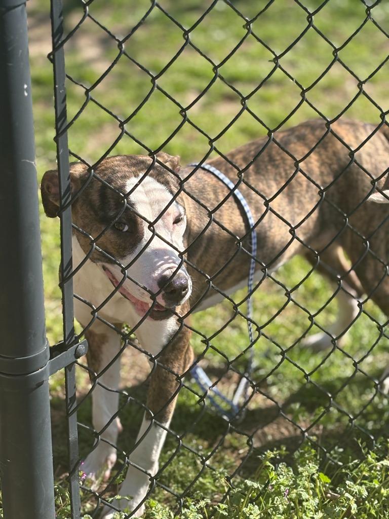 Enlarge Luna, a Adoptable mixed breed in Effingham, SC image 4/4