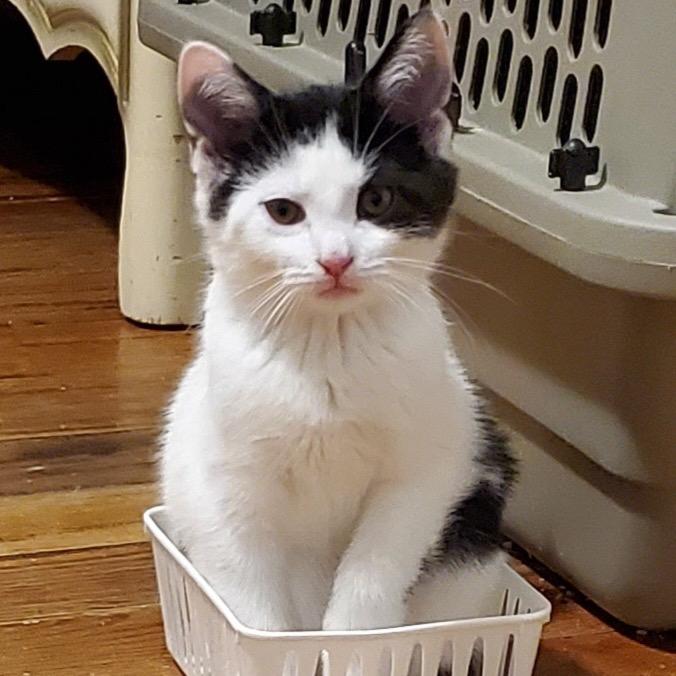 Rooibos, Adoptable, Young Female Domestic Short Hair.