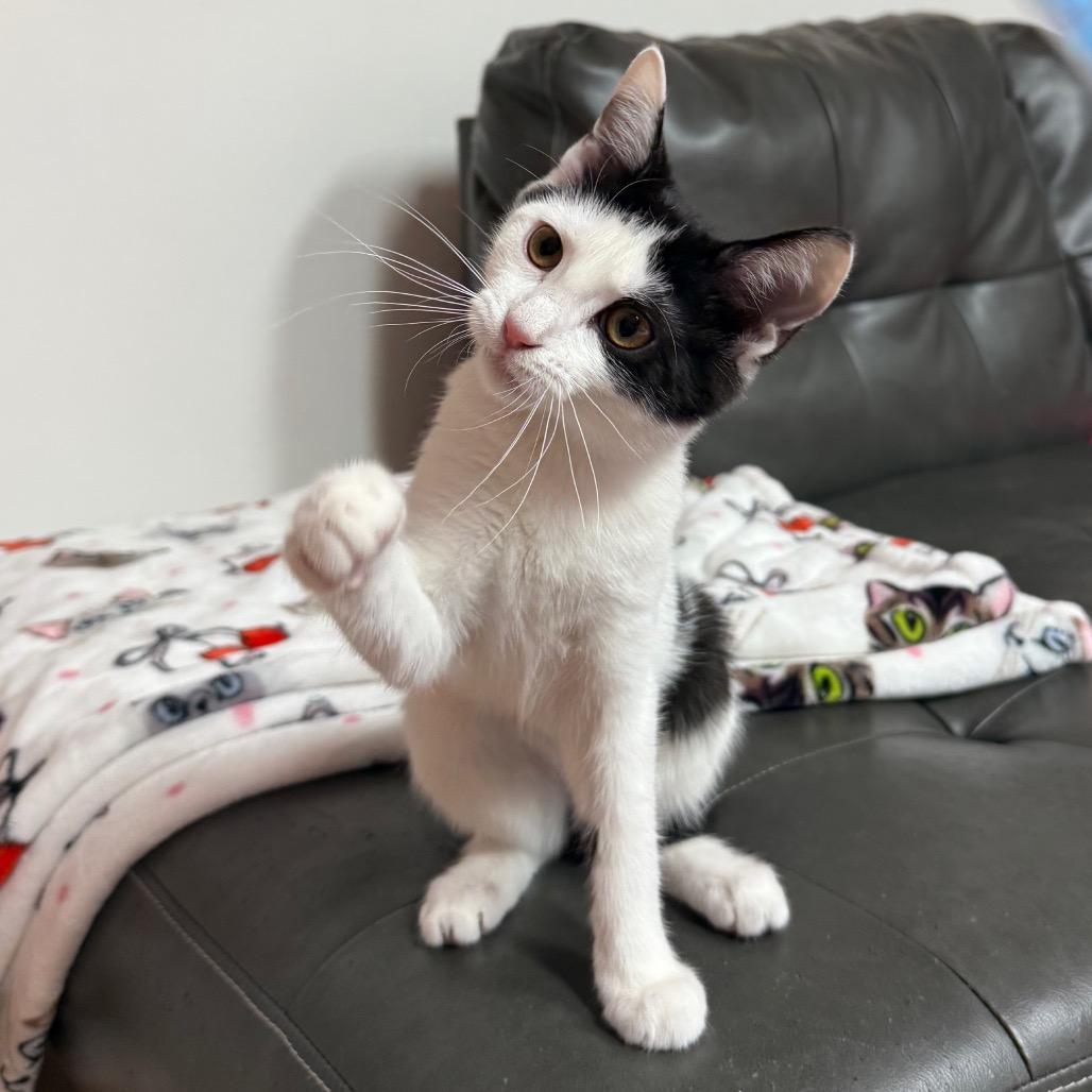 Roo, a Adoptable Domestic Short Hair in Granville, OH image 2/6