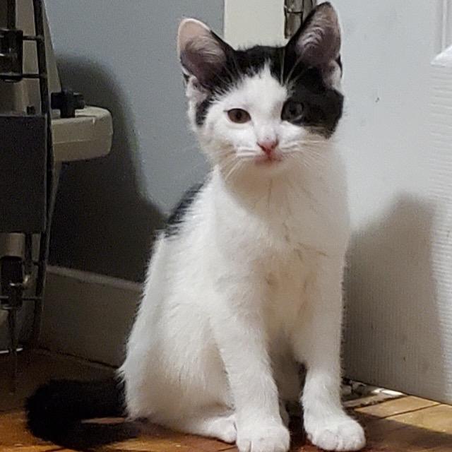 Enlarge Rooibos, a Adoptable Domestic Short Hair in Granville, OH image 2/6