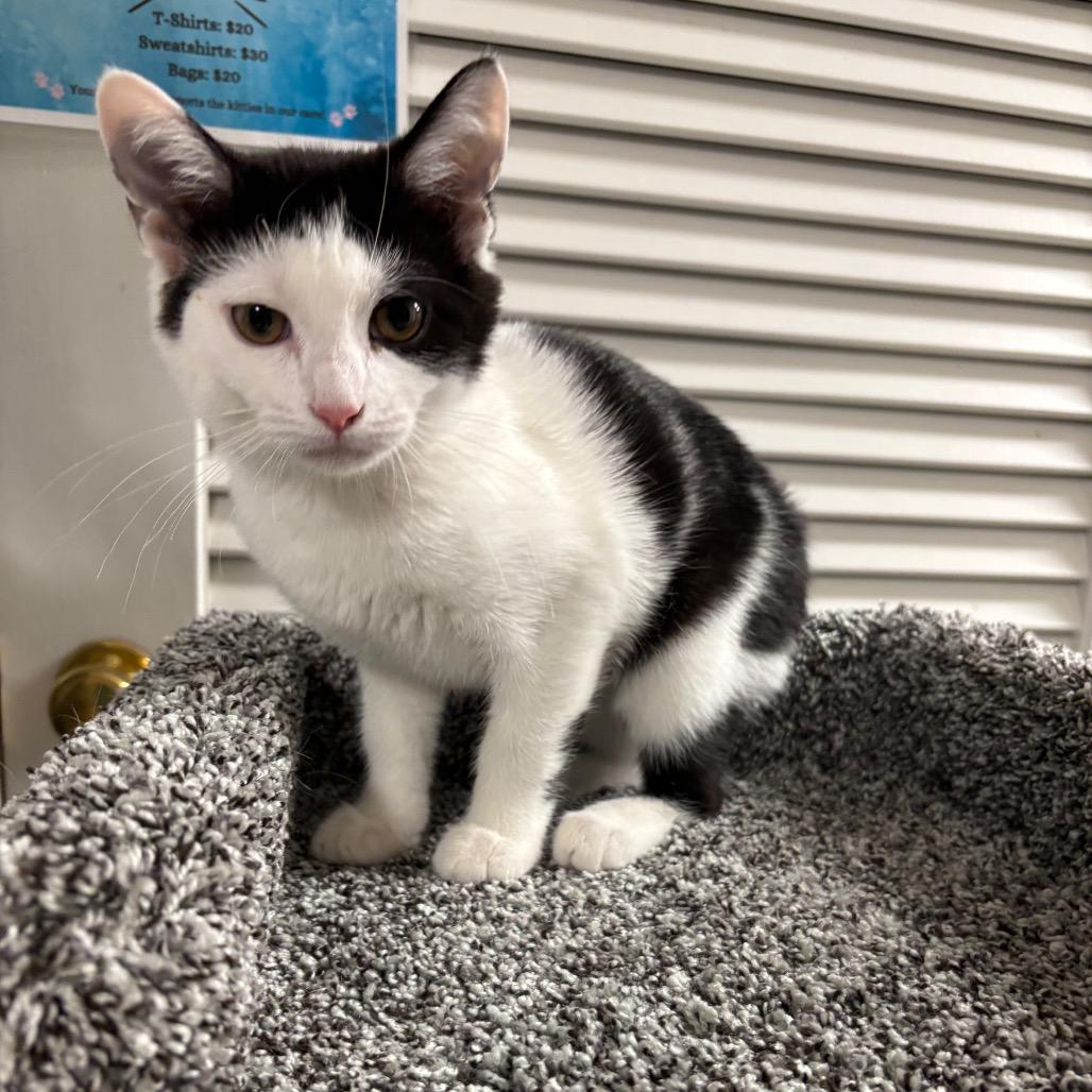 Enlarge Rooibos, a Adoptable Domestic Short Hair in Granville, OH image 3/6