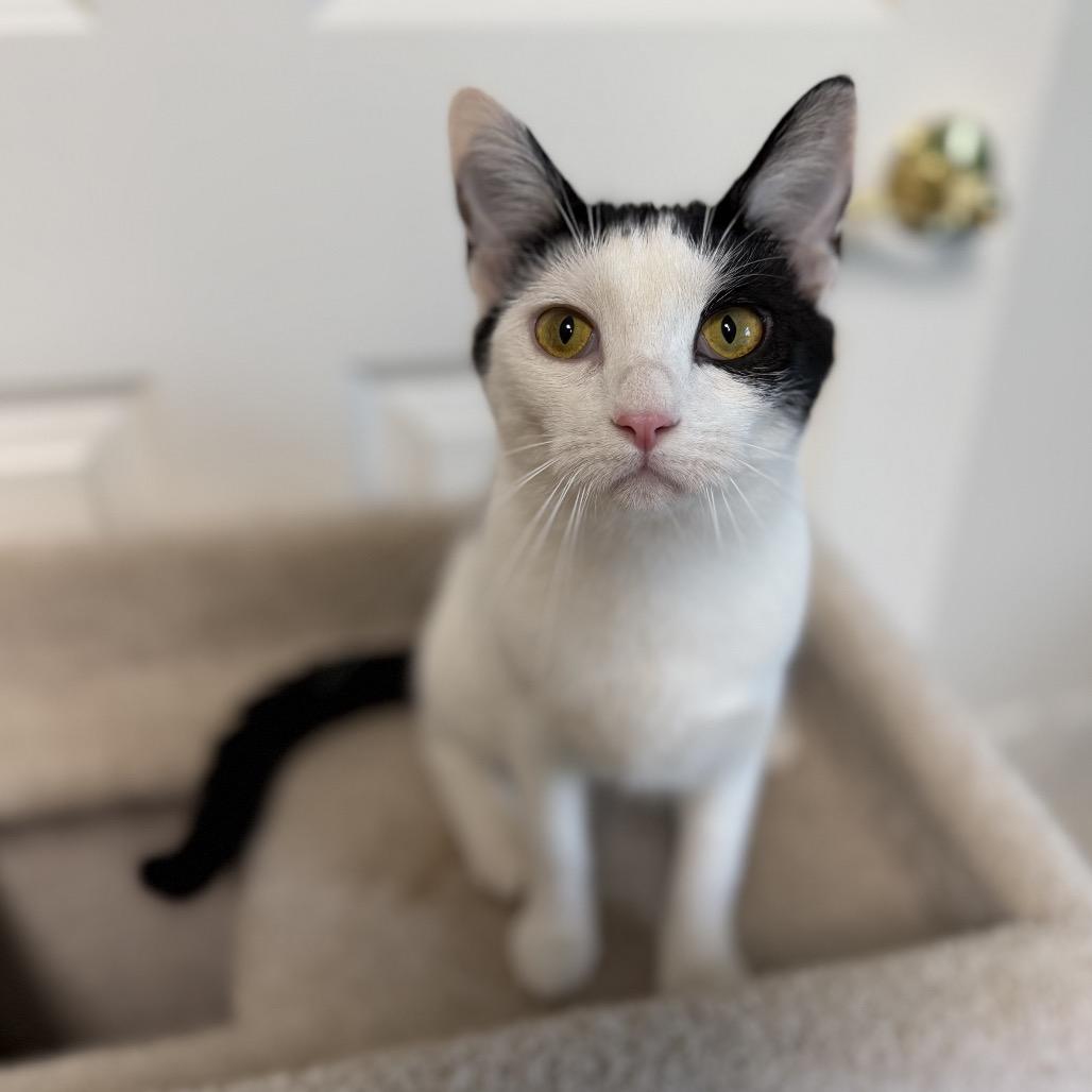 Enlarge Roo, a Adoptable Domestic Short Hair in Granville, OH image 4/6