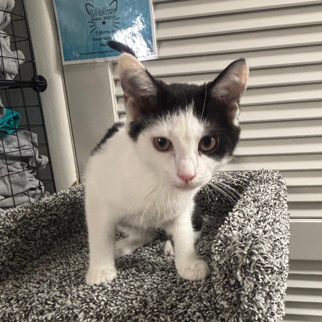 Enlarge Rooibos, a Adoptable Domestic Short Hair in Granville, OH image 6/6
