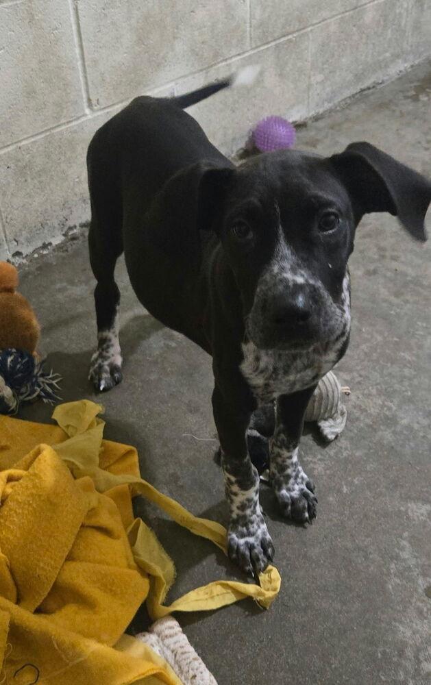 Otto, Adoptable, Puppy Male Pointer.