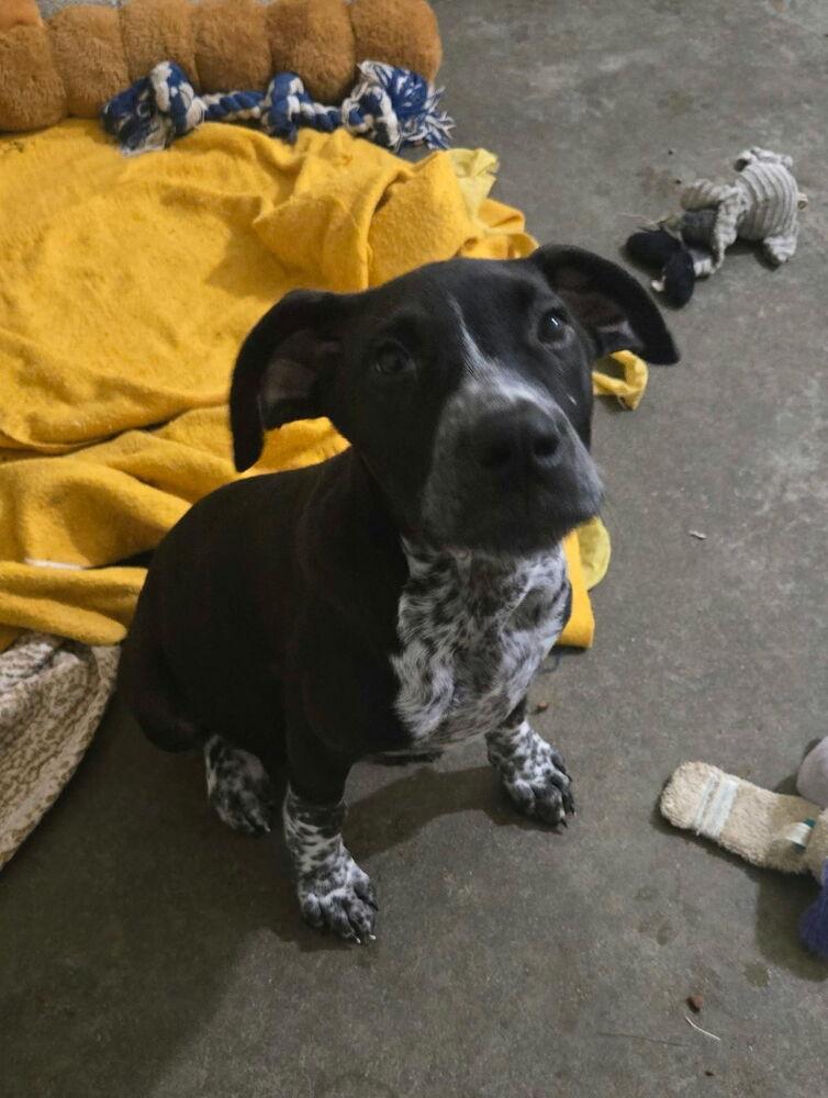 Enlarge Otto, a Adoptable mixed breed in Irwin, PA image 3/6