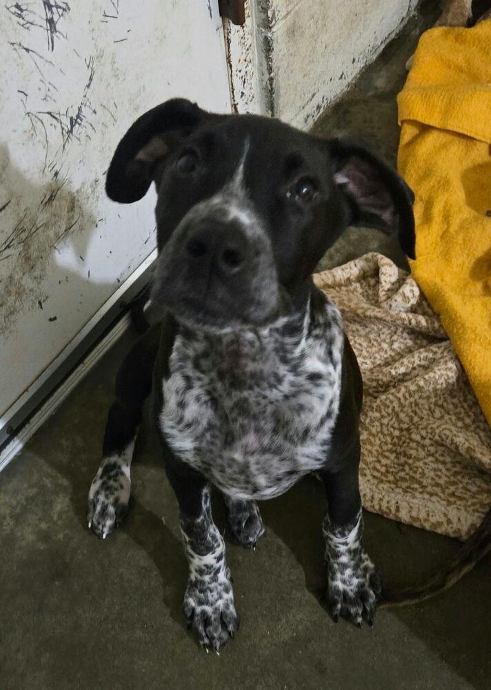 Enlarge Otto, a Adoptable mixed breed in Irwin, PA image 5/6